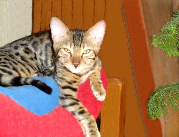 Gordon chaton Bengal